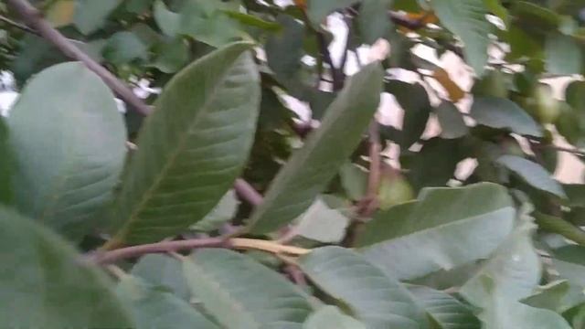 #RED GUAVA HARVESTING#TERRACEGARDEN#RED GUAVA TREE#JUST ENJOY THE NATURE#Princess's Kitchen# смотреть онлайн