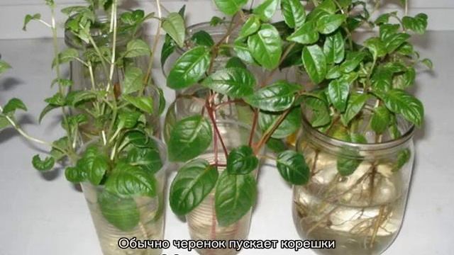 Размножение фуксии черенками в домашних условиях смотреть онлайн