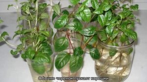 Размножение фуксии черенками в домашних условиях