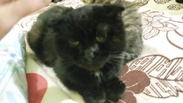 Котята жмутся ко мне постоянно. Мой Новый стих смотреть онлайн