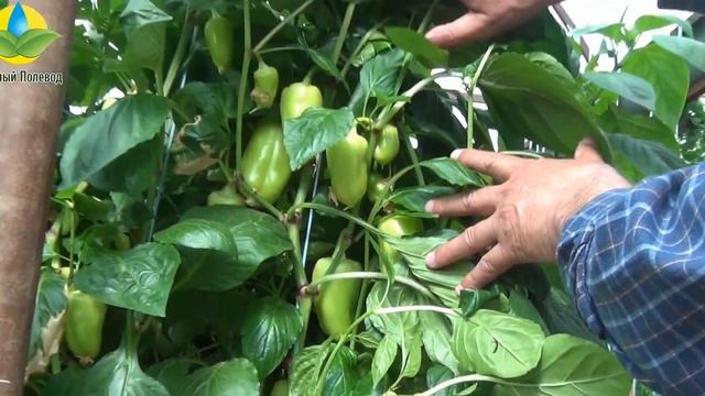 Выращивание гибрида сладкого перца Фламинго F1 - Flamingo F1 в теплице (29.04.2016) смотреть онлайн
