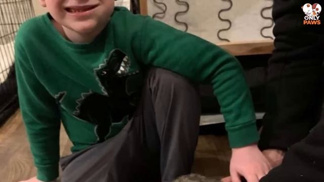 Eine Familie kaufte eine Couch, aber einen Tag später fing der Hund an, sie laut zu verbellen смотреть онлайн