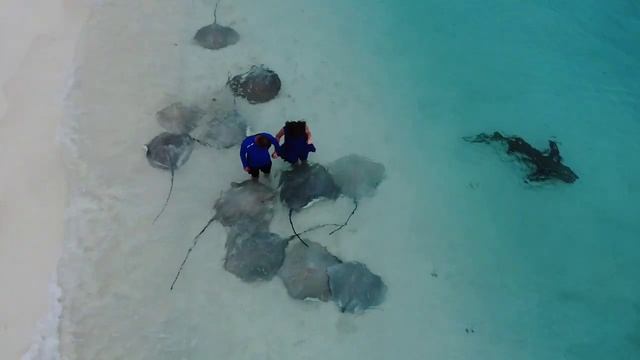 Скат ударил хвостом на Мальдивах