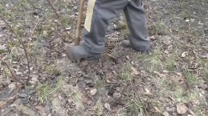 Как перенести Куст винограда на другое место без корчевки