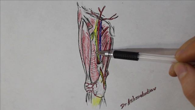 Приводящий канал canalis adductorius (Ахмадудинов А.М.) смотреть онлайн