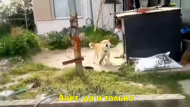 Япония. Собака Сиба ину смотреть онлайн
