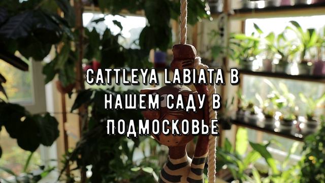 Cattleya labiata. Королева осени смотреть онлайн