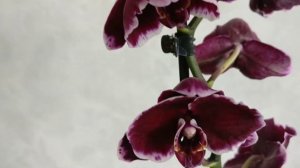 Орхидея Каменная Роза