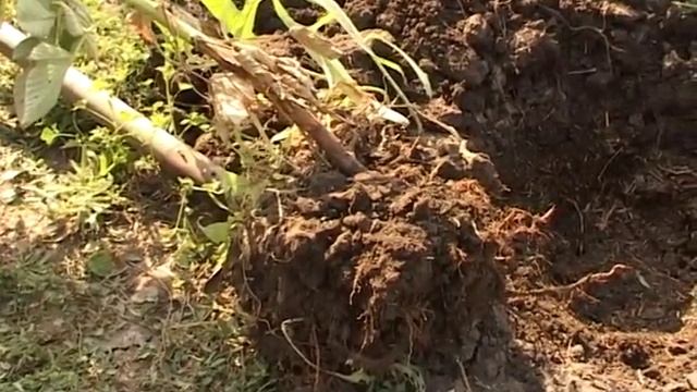 Малина Крепыш смотреть онлайн