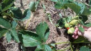 Клубника.  Сорт  "Богота "