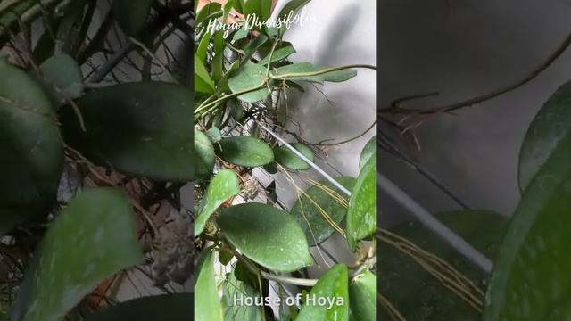 Plant: Hoya Diversifolia