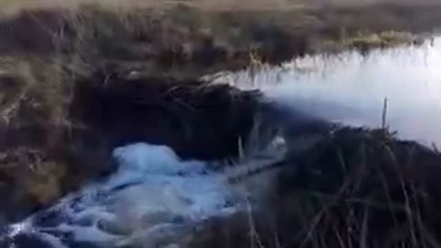 Суровые Тверские бобры смотреть онлайн