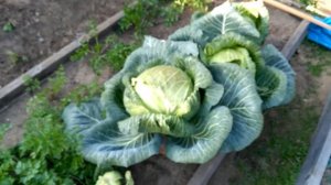 Капуста Мегатон F1. Результат с одной пачки семян.