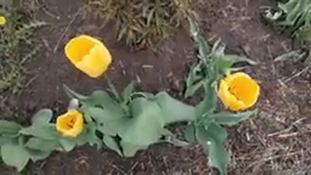 САДЫ ЦВЕТУТ И СОЛОВЬИ ПОЮТ В ДЕРЕВНЕ ?. смотреть онлайн