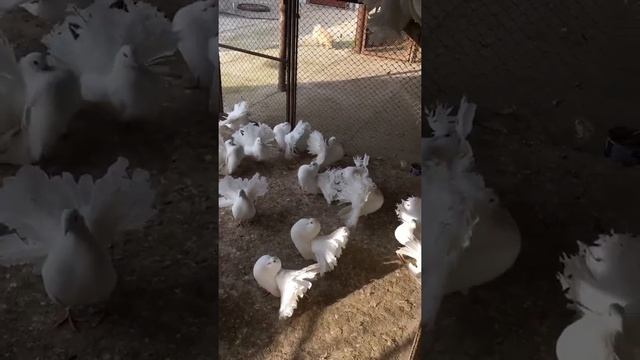 Голуби| Павлины Ставропольский край смотреть онлайн