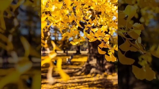 Страницы книги полетели смотреть онлайн