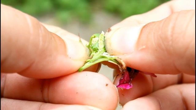 Saving Sweet William (Dianthus Barbatus) Seeds - Ornamental Cut Flower Gardening смотреть онлайн