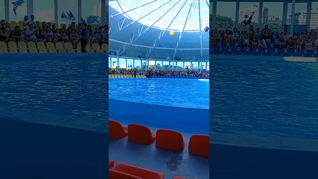 Морской котик,очень близко!!!! смотреть онлайн