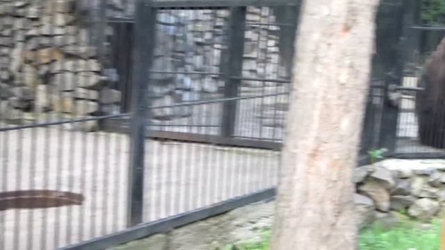 Бурый медвежонок в Новосибирском зоопарке - часть 7 смотреть онлайн