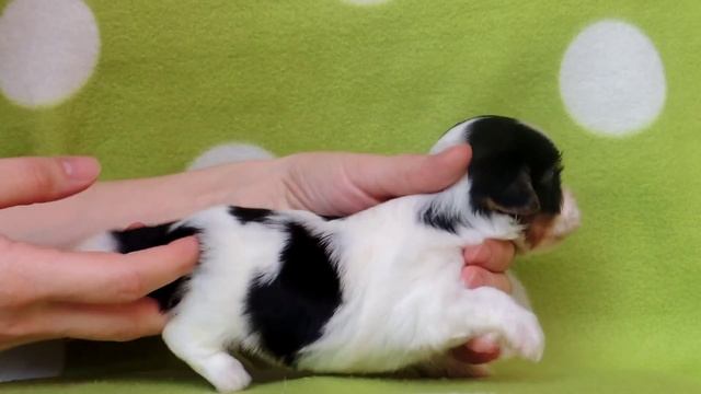 Купить мальчика бивер йорка в Самаре смотреть онлайн