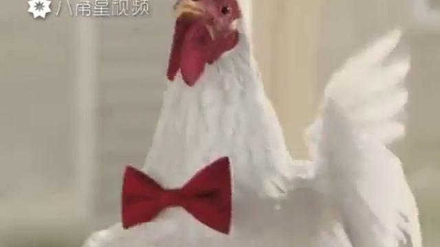 Смешное кудахтанье смотреть онлайн