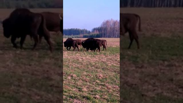 Зубры и зубрёнок смотреть онлайн