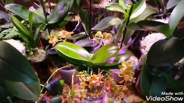 Новая Орхидея Phal. Kimono, Peloric, 3Lips & Бабочка