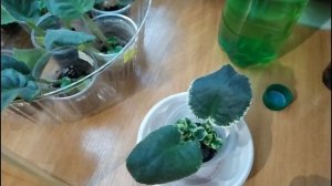 Как использовать янтарную кислоту для фиалок! Как я поливаю фиалки(черенки и черенки с детками).