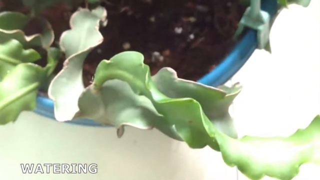 RARE PLANT HAUL : Epiphyllum 'Curly Sue' Guatemalense Monstrose || ORCHID CACTUS || BLOOMING BEE смотреть онлайн