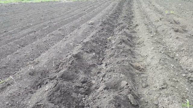 Пересаживаю капусту в открытый грунт... смотреть онлайн