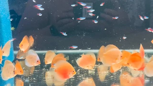 Артемия для дискусов