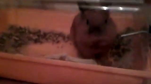 Рыжик милый и прикольный кролик видео смотреть онлайн