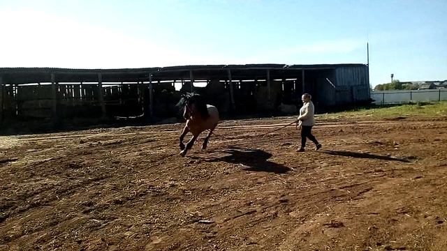 Величавый, вятская лошадь смотреть онлайн