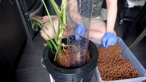 what's happening to my monstera burle marx flame 😮 plant chores 🌱 indoor houseplant care & repot 💚