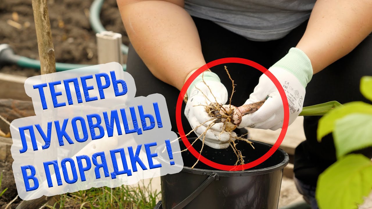Сроки выкопки луковиц гладиолусов. Как подготовить луковицы гладиолусов к посадке весной? смотреть онлайн