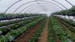 Выращивание клубники на ярусах