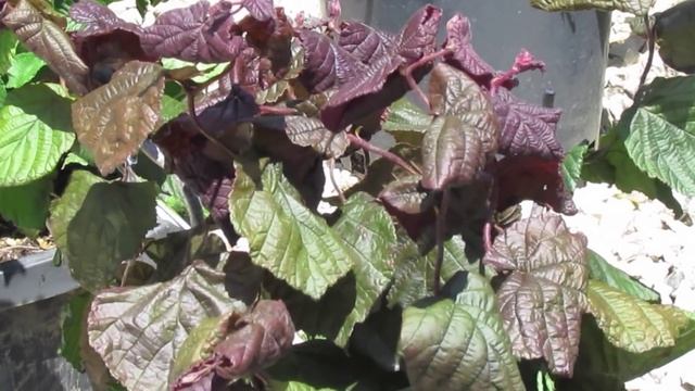 Tree Lot Spot Light - Corylus avellana 'Red Majestic' смотреть онлайн