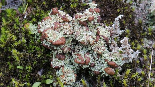 Split-Peg Lichen смотреть онлайн