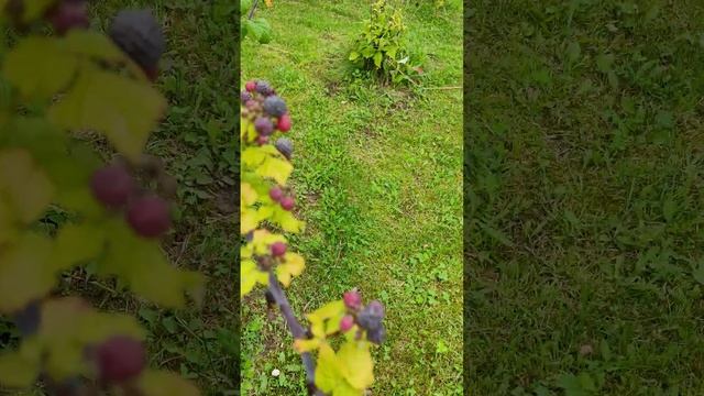 Малина кумберленд. И красиво и вкусно, может даже полезно!!! 29 июля 2023 г. смотреть онлайн