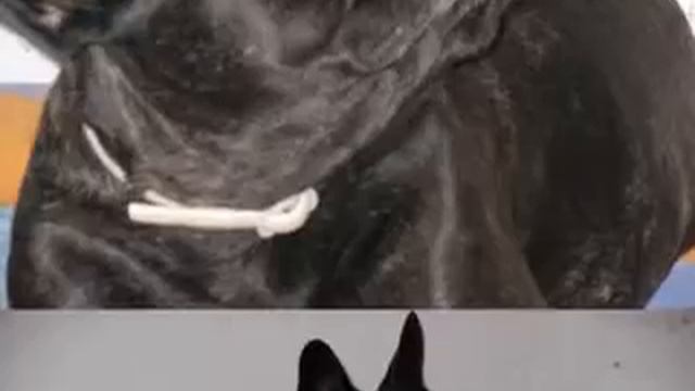 Mi perro Duna смотреть онлайн