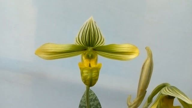 Paphiopedilum Venustum Album
