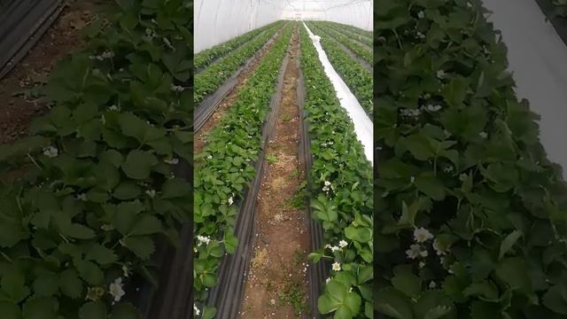 Клубника клери, поздня посадка. смотреть онлайн