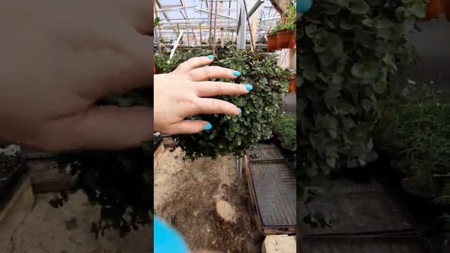 Коллизия смотреть онлайн