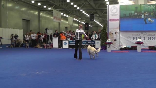 Танцы с собаками "Россия - 2014". Dog Dancing. Canine Freestyle. смотреть онлайн