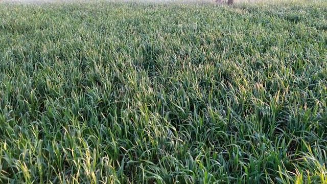 Полив пшениці 11.04.20