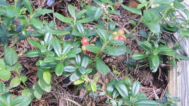 Vaccinium vitis idaea 200724 смотреть онлайн