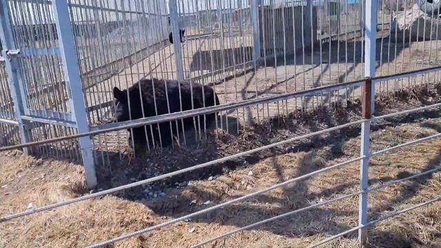 Один день в мире животных. смотреть онлайн