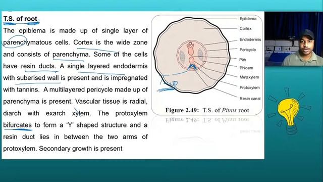 Pinus (Structure, anatomy, reproduction) смотреть онлайн