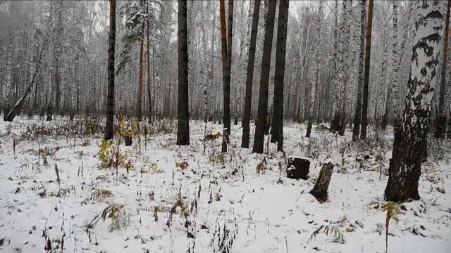 Первый в жизни снег! (чехословацкий волчак, 5 мес.)