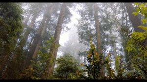 Притча "Мальчик и волки"